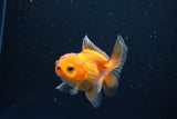 Juvenile Thai Oranda  Red White 3 Inch (ID#1008To13bPT4-90) Free2Day SHIPPING