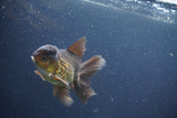 Juvenile Thai Oranda  Bronze 3.5 Inch (ID#1011To13b-87) Free2Day SHIPPING