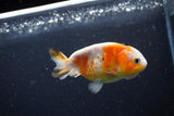 Milk Cow Ranchu  Calico 3.5 Inch (ID#1112R9a-51) Free2Day SHIPPING