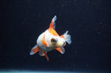 Butterfly  Red White 3.5 Inch (ID#304B8b-53) Free2Day SHIPPING