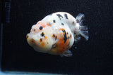 Jumbo Milk Cow Ranchu  Calico 5 Inch (ID#1206R9a-113)