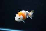 Milk Cow Ranchu  Calico 3.5 Inch (ID#1112R9a-51) Free2Day SHIPPING