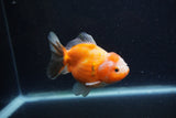 Yuan Bao Oranda  Calico 4 Inch (ID#1220Yb10b-65) Free2Day SHIPPING