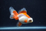Butterfly  Red White 3.5 Inch (ID#304B8b-53) Free2Day SHIPPING