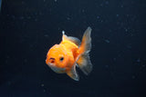 Juvenile Thai Oranda  Red White 3 Inch (ID#1008To13bPT4-90) Free2Day SHIPPING