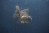 Juvenile Thai Oranda  Bronze 3.5 Inch (ID#1011To13b-87) Free2Day SHIPPING