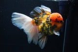 Giant Thai Oranda  Calico 7 Inch (ID#1231To13a-105)