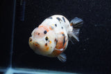 Jumbo Milk Cow Ranchu  Calico 5 Inch (ID#1206R9a-113)