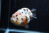 Jumbo Milk Cow Ranchu  Calico 5 Inch (ID#1206R9a-113)