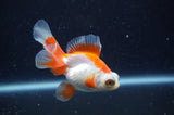 Butterfly  Red White 3.5 Inch (ID#304B8b-53) Free2Day SHIPPING