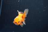 Juvenile Thai Oranda  Red White 3 Inch (ID#1008To13b-90) Free2Day SHIPPING