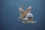 Juvenile Thai Oranda  Bronze 3.5 Inch (ID#1011To13b-87) Free2Day SHIPPING