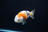 Milk Cow Ranchu  Calico 3.5 Inch (ID#1112R9a-51) Free2Day SHIPPING