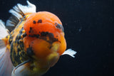 Giant Thai Oranda  Calico 7 Inch (ID#1231To13a-105)