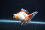 Butterfly  Red White 3.5 Inch (ID#304B8b-53) Free2Day SHIPPING