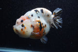 Jumbo Milk Cow Ranchu  Calico 5 Inch (ID#1206R9a-113)