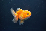 Juvenile Thai Oranda  Red White 3 Inch (ID#1008To13b-90) Free2Day SHIPPING