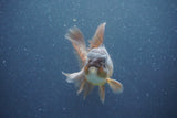 Juvenile Thai Oranda  Bronze 3.5 Inch (ID#1011To13b-87) Free2Day SHIPPING