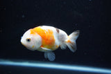 Milk Cow Ranchu  Calico 3.5 Inch (ID#1112R9a-51) Free2Day SHIPPING