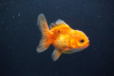 Juvenile Thai Oranda  Red White 3 Inch (ID#1008To13b-90) Free2Day SHIPPING