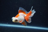Butterfly  Red White 3.5 Inch (ID#304B8b-53) Free2Day SHIPPING