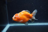 Yuan Bao Oranda  Calico 4 Inch (ID#1220Yb10b-65) Free2Day SHIPPING