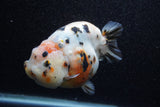 Jumbo Milk Cow Ranchu  Calico 5 Inch (ID#1206R9a-113)