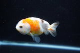 Milk Cow Ranchu  Calico 3.5 Inch (ID#1112R9a-51) Free2Day SHIPPING