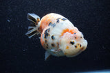 Jumbo Milk Cow Ranchu  Calico 5 Inch (ID#1206R9a-113)