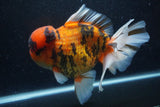 Giant Thai Oranda  Calico 8.5 Inch (ID#1227T13a-109)