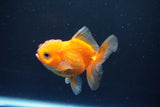 Juvenile Thai Oranda  Red White 3 Inch (ID#1008To13bPT4-90) Free2Day SHIPPING