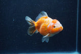 Yuan Bao Oranda  Calico 4 Inch (ID#1220Yb10b-65) Free2Day SHIPPING