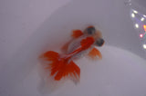Butterfly  Red White 3.5 Inch (ID#304B8b-53) Free2Day SHIPPING