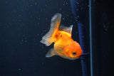 Juvenile Thai Oranda  Red White 3 Inch (ID#1008To13bPT4-90) Free2Day SHIPPING