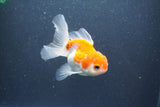 Juvenile Thai Oranda  Red White 3.5 Inch (ID#1015To13b-78) Free2Day SHIPPING