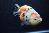 Jumbo Milk Cow Ranchu  Calico 5 Inch (ID#1206R9a-113)