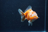 Yuan Bao Oranda  Calico 4 Inch (ID#1220Yb10b-65) Free2Day SHIPPING