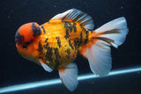 Giant Thai Oranda  Calico 8.5 Inch (ID#1227T13a-109)