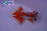 Butterfly  Red White 3.5 Inch (ID#304B8b-53) Free2Day SHIPPING