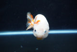 Milk Cow Ranchu  Calico 4 Inch (ID#1112R9a-52) Free2Day SHIPPING