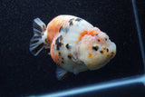 Jumbo Milk Cow Ranchu  Calico 5 Inch (ID#1206R9a-113)