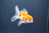 Juvenile Thai Oranda  Red White 3.5 Inch (ID#1015To13b-78) Free2Day SHIPPING