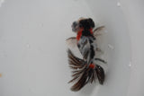 Butterfly  Calico 3.5 Inch (ID#1231B8b-37) Free2Day SHIPPING