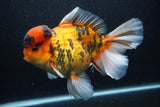 Giant Thai Oranda  Calico 8.5 Inch (ID#1227T13a-109)