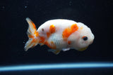 Milk Cow Ranchu  Calico 4 Inch (ID#1112R9a-52) Free2Day SHIPPING