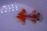 Butterfly  Red White 3.5 Inch (ID#304B8b-53) Free2Day SHIPPING