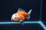 Yuan Bao Oranda  Calico 4 Inch (ID#1220Yb10b-66) Free2Day SHIPPING