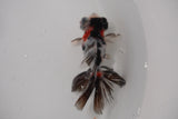 Butterfly  Calico 3.5 Inch (ID#1231B8b-37) Free2Day SHIPPING