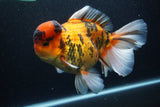 Giant Thai Oranda  Calico 8.5 Inch (ID#1227T13a-109)