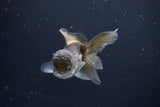 Juvenile Thai Oranda  Panda 3.5 Inch (ID#1008To13bPT4-91) Free2Day SHIPPING